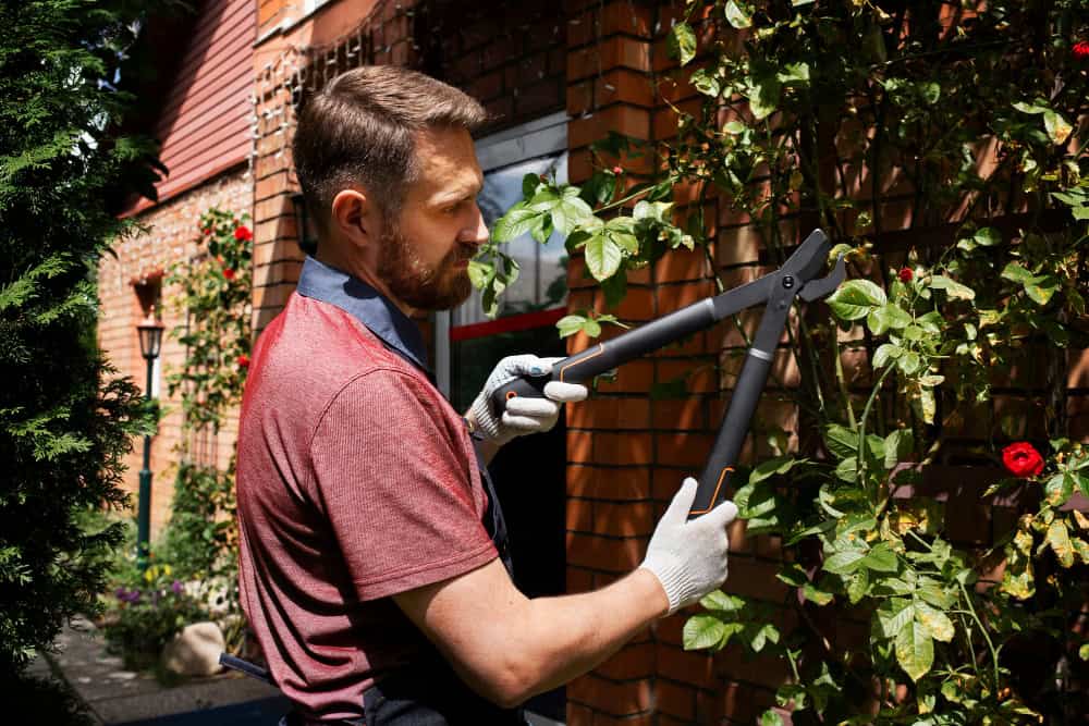 Man trimming a garden hedge with pruning shears on a sunny day.