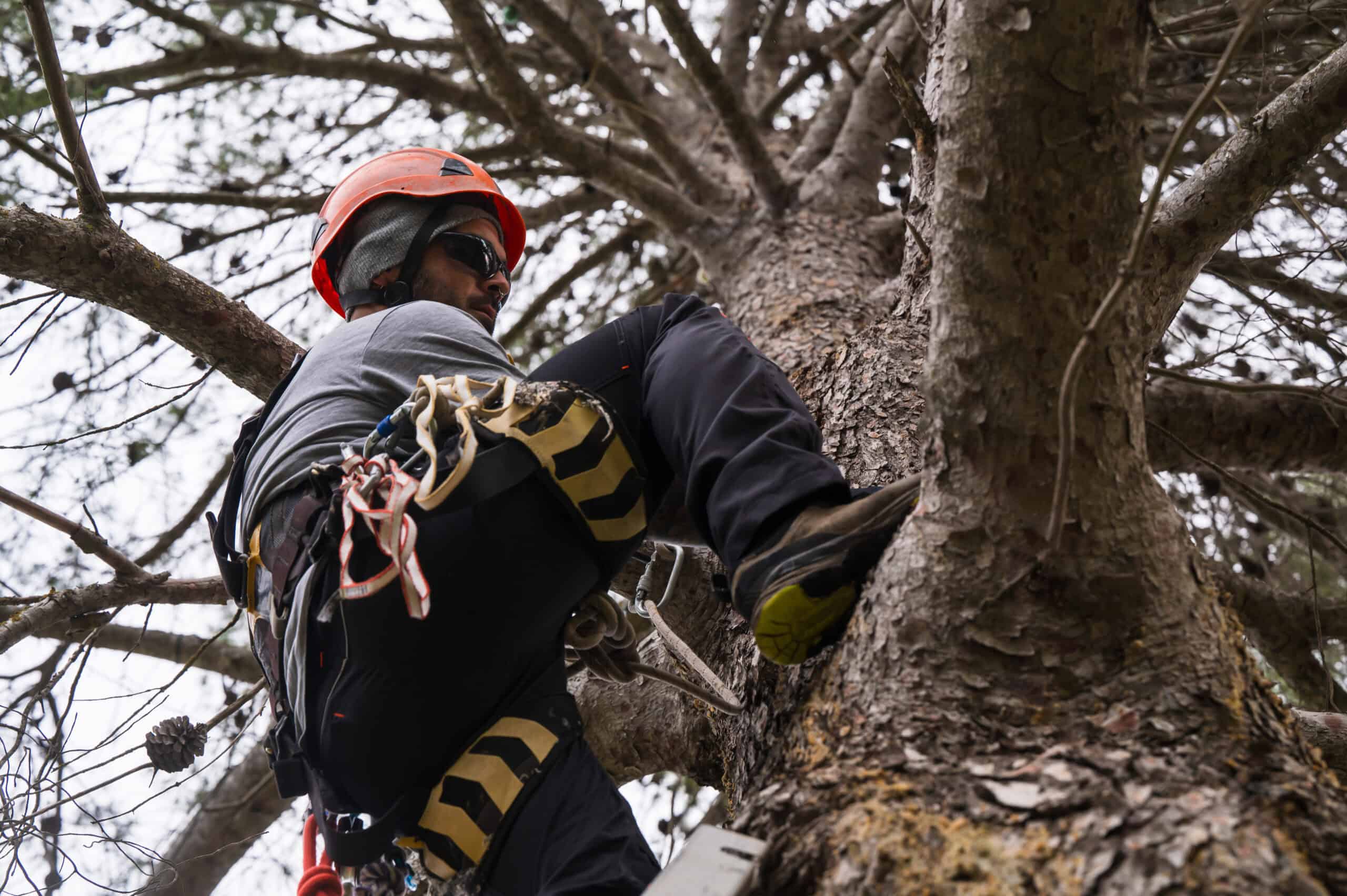 Tree climber trimming branches for health and safety.