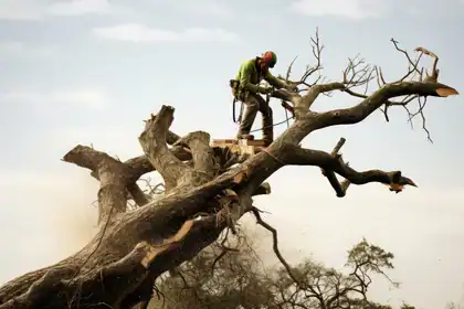 Tree trimming by professional arborist on large, old tree for health and safety.