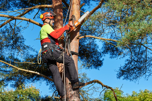 Tree care worker performing trimming high in a tree under blue sky