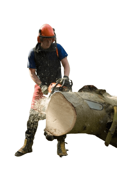 Tree trimming professional cutting a large tree trunk with chainsaw.